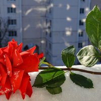 Январская роза в феврале :: Татьяна Машошина