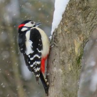 Большой пестрый дятел :: Ната Волга