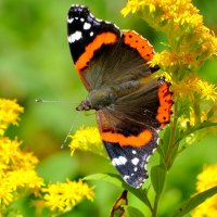 опять про бабочек...430 :: Александр Прокудин