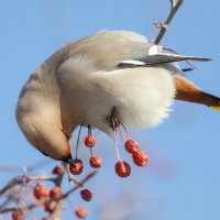 Свиристель :: Виктор Иванович Чернюк