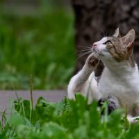 Уличный бродяга :: Владимир Лазарев