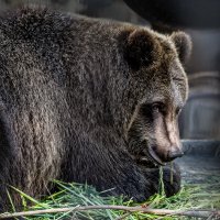 Бурый :: SanSan 