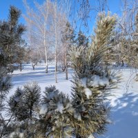 Февральский солнечный денёк... :: Андрей Хлопонин