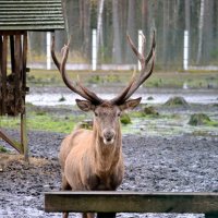 Рогатое животное :: ирина 