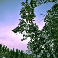 Вечер в тайге :: юрий Амосов