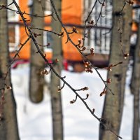 Скоро весна :: Валерий Иванович