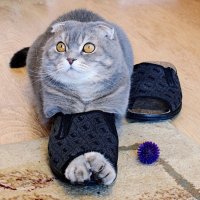 Мой размерчик! :: Галина Нестратова