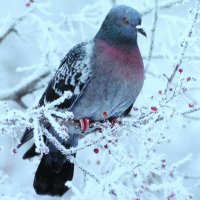 Голодный голубь :: Людмила Смородинская