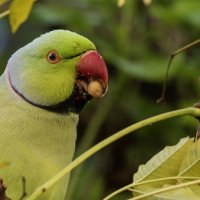Индийский кольчатый попугай. :: Alexander Amromin