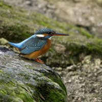 Зимородок. :: Alexander Amromin Зимородок. :: Alexander Amromin