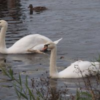 на Линёвке :: Елена Шаламова