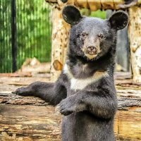 гималайский :: Аркадий Лаптенко