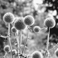 Мордовник :: Лариса С.