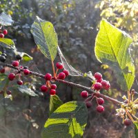 *** :: Виктор Позняков