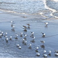 Январские чайки. :: Валерия Комова