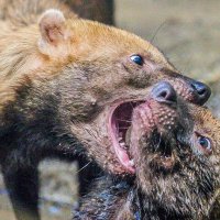 КУСТАРНИКОВЫЕ СОБАЧКИ :: Аркадий Лаптенко