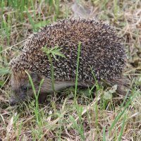 КОЛЮЧАЯ НАХОДКА В САДУ :: Валентина 