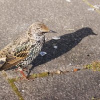 Встреча на Сенной :: Виктор Никитенко