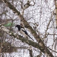 Затаилась белобока. :: Петр Беляков