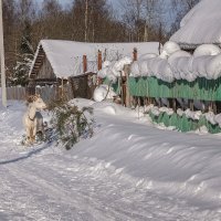 утилизация новогодних елок :: Galina утилизация новогодних елок :: Galina