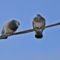 Ну, прости... я виноват... :: Светлана 