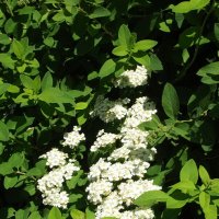 Спирея :: Freddy 97