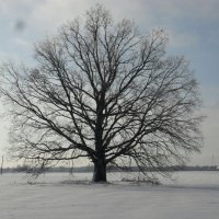 Одиночество :: Виктор  /  Victor Соболенко  /  Sobolenko