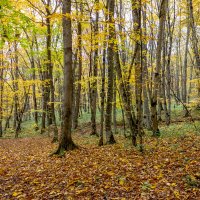 Осеннее.. :: ирина )))