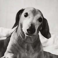 "Добрый Дино" :: Макс Орлов