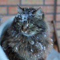 Сильва :: Оксана Новик 