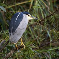 Кваква. :: Alexander Amromin