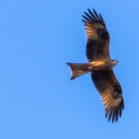 Коршун :: Владимир Лазарев