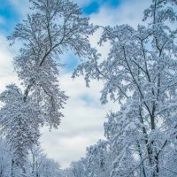 Зимний парк :: Оксана Новик 