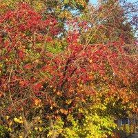 прекрасный октябрь :: Елена Шаламова