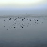 Парящие над водой :: ИРЭН@ .