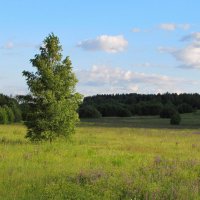 Берёза... :: Татьяна Гнездилова