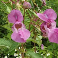 Бальзамин :: Freddy 97