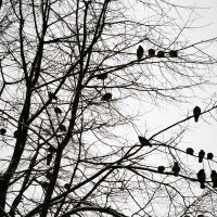 * :: Сергей Полянский