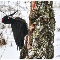 Желна. Черный дятел. :: Михаил. 