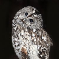 неясыть :: Михаил Бибичков