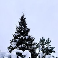 «Идеальная СнеЖность» :: Арина Невская