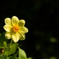 *** :: Светлана Попова