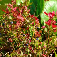 Поспела :: Павел Трунцев