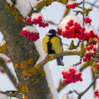 ** :: Виталий Емельянов