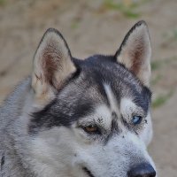 Послушный пёс! :: Валентина Нефёдова Послушный пёс! :: Валентина Нефёдова