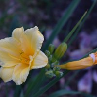 Лилейник :: Дарья Шуклина