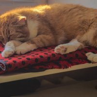 Солнечные ванны :: Андрей К