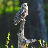 Весенняя гостья. :: Михаил Белоусов