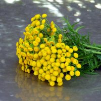 Букетик пижмы. :: nadyasilyuk Вознюк Букетик пижмы. :: nadyasilyuk Вознюк