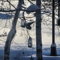 Февраль...Голубь- колибри! :: Владимир 